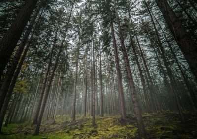 Koploperbos | Bossers is zilver partner