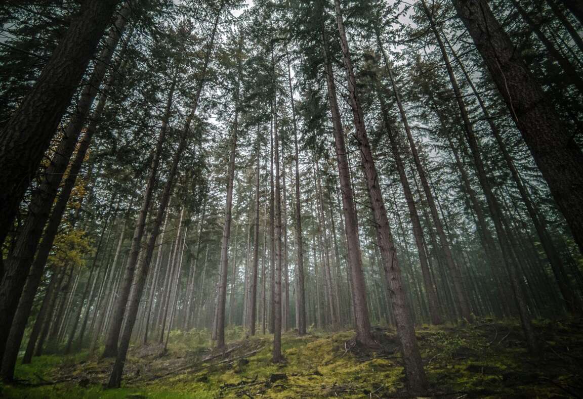 koploperbos